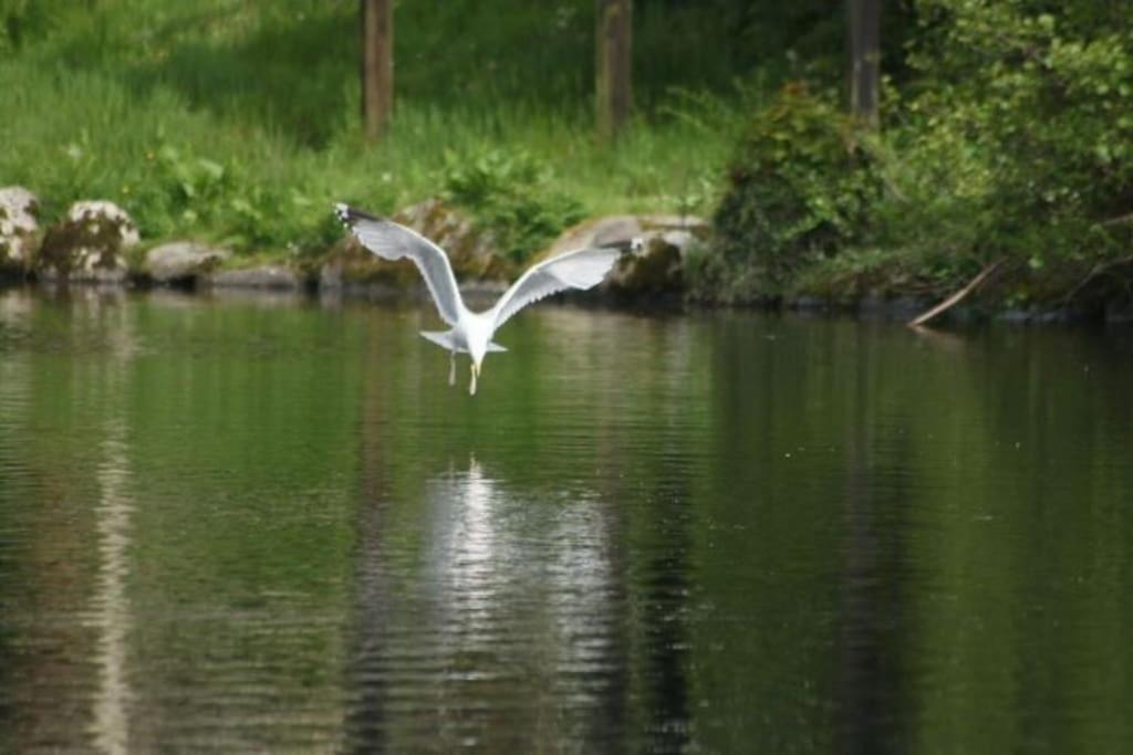 Stunning 3 Bed Riverside Cabin In Snowdonia Caeathro Bagian luar foto